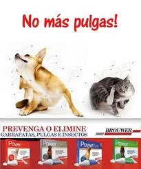 tratamientos antipulgas para perros y gatos