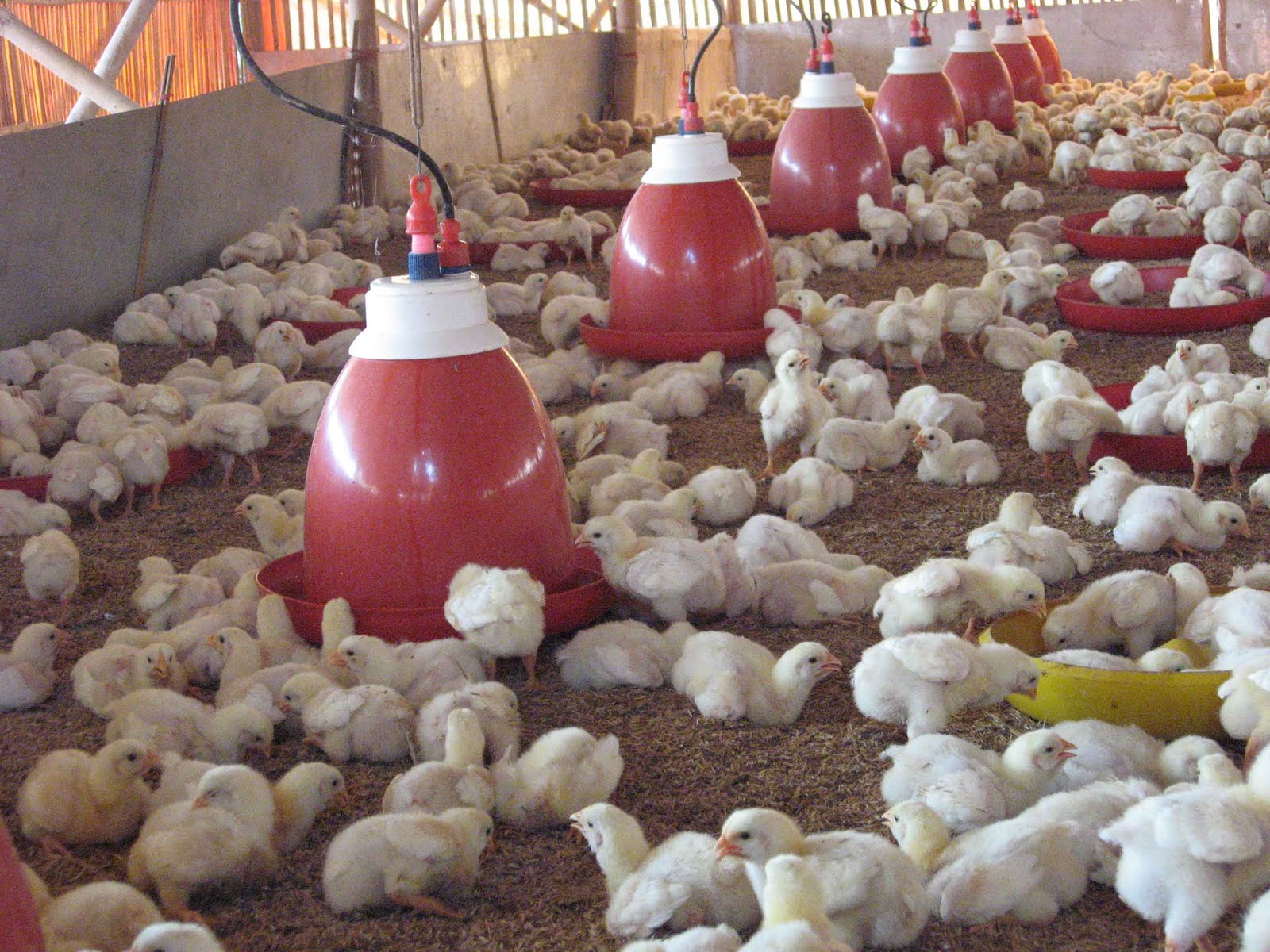 Cara Beternak Ayam Potong Yang Baik Cepat Tumbuh Besar Dan Sukses