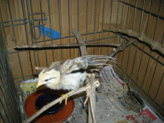 month-old chicks, La Ceiba, Honduras