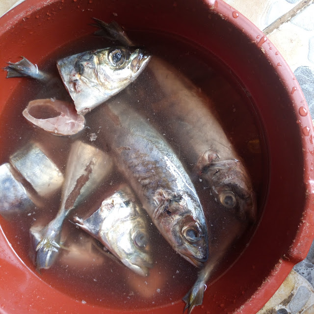 How to properly clean fresh fish and store in a freezer