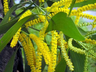 Kelebihan dan Rahsia Madu Acacia