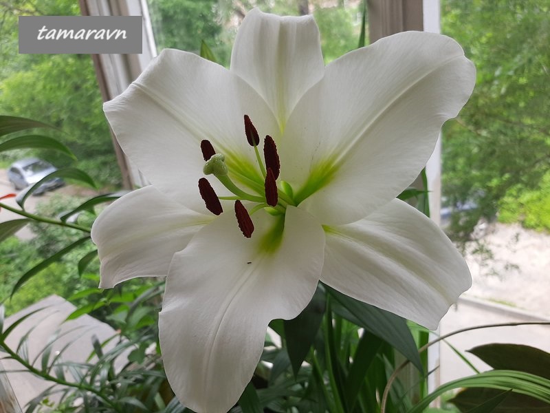 Лилия 'Замбези' (Lilium 'Zambesi')