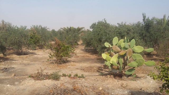 مزرعه للبيع فى الفيوم, مزرعة بالفيوم للبيع, مزارع للبيع في الفيوم مصر, أرض مزرعة للبيع بالفيوم