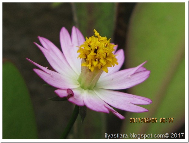 aIMG_0054b