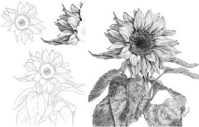 drawing a delicate sunflower