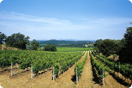 vigna1