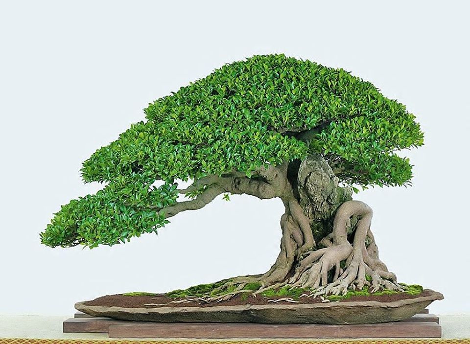 Inspirasi Gambar Bonsai Kimeng On The Rock