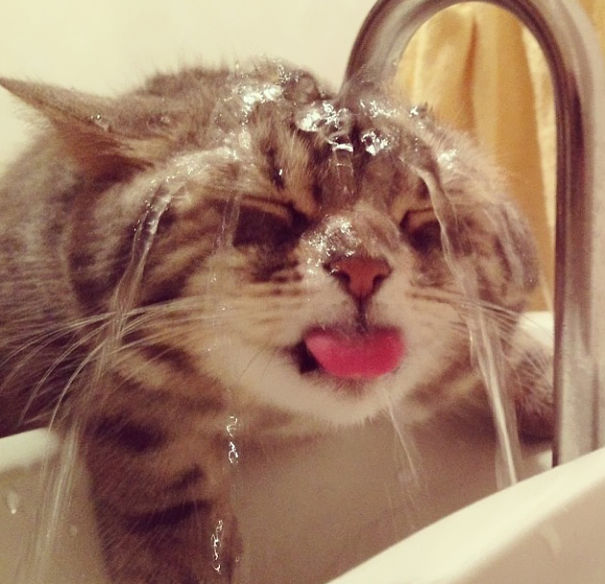 gato pequeño bañandose