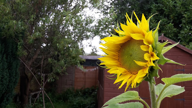 Project 365 2015 day 207 - Sunflower // 76sunflowers