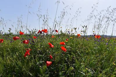 Spring flowers along Camino de Santiago Portugal.