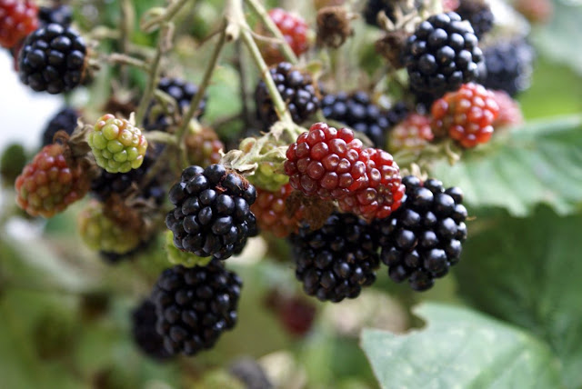 Manfaat buah blackberry untuk kesehatan