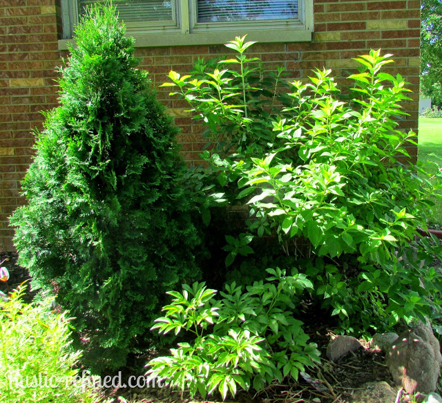 Touring flowerbeds in the front & backyard to see tons of flowers, bushes and tree's. 