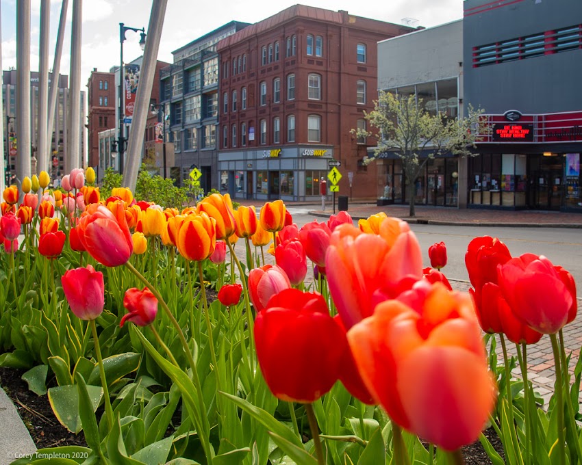 Portland, Maine USA May 2020 photo by Corey Templeton. A bountiful field of tulips on Congress Street.