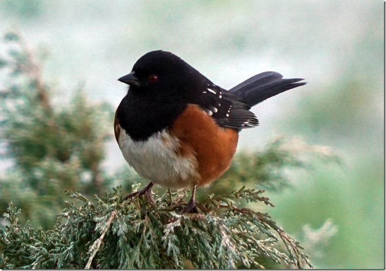 lopez towhee 010916 00001