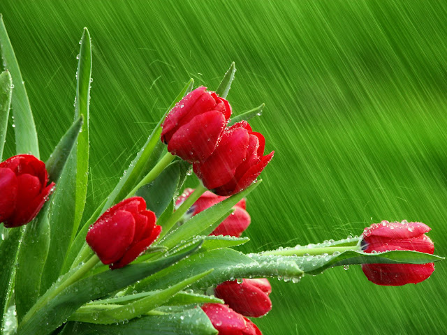 Red Tulips flower wallpaper