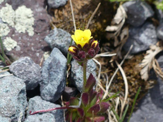 40: yellow flower