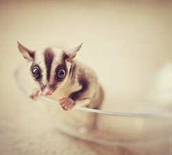 Mengetahui Kesehatan Sugar Glider Dari Tahinya