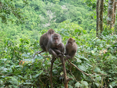 Hutan Monyet Pusuk