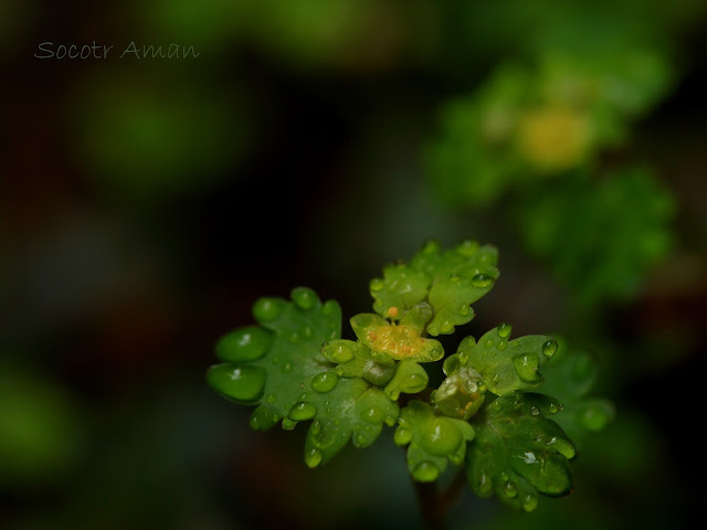 Chrysosplenium flagelliferum