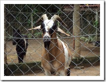 passeio-ao-zoo-vale-dos-bicho (9)