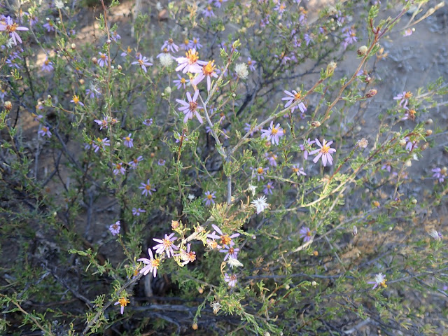 Felicia filifolia