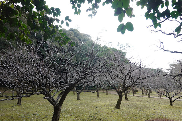 島根県松江市内中殿町 松江城 城山公園 なんじゃもんじゃの森