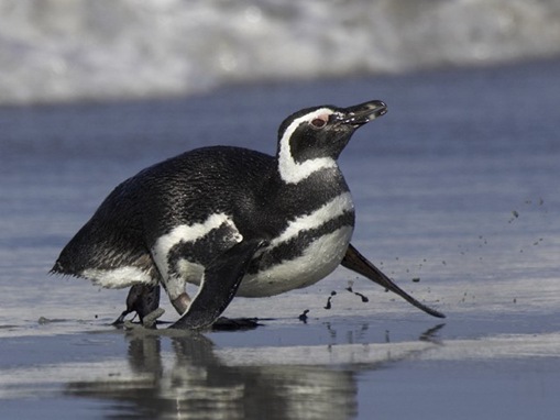 most-endangered-species on-earth_www.wonders-world.com_18