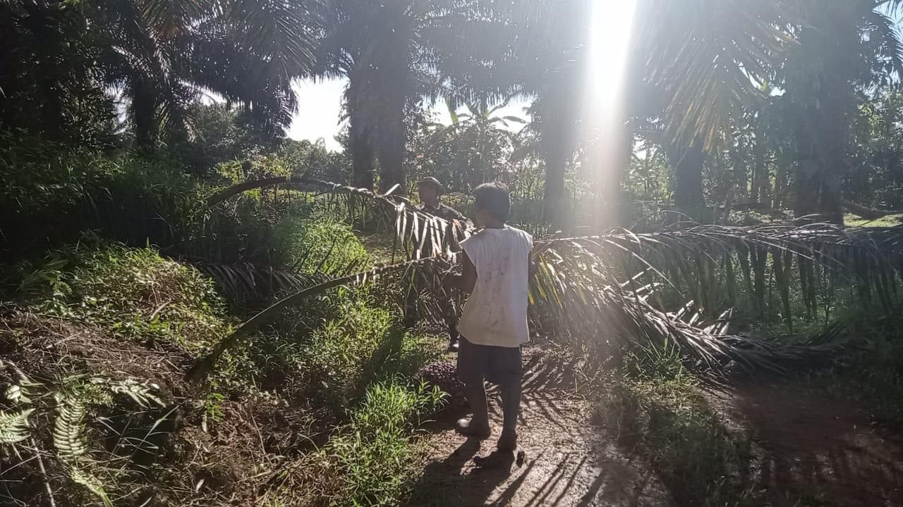 Antusias anggota satgas bantu masyarakat membersihkan kebun kelapa sawit