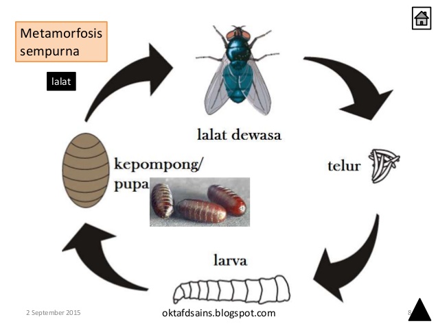 Tugas Biologi Dasar (Metamorfosis): Tugas Biologi Dasar 