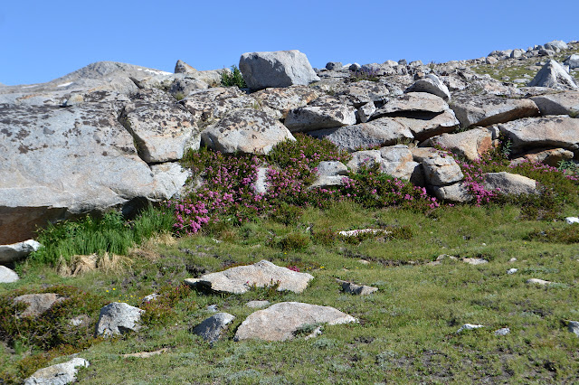purple flowers clustered beside the rocks