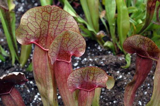05 sarracenia