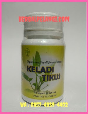 Jual Kapsul Keladi Tikus Di Keerom | WA : 0812-7535-2742