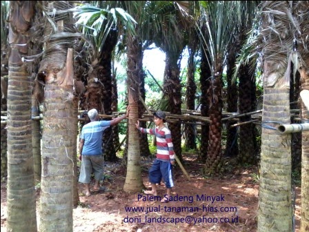 JUAL PALEM SADENG | PALM SADENG MINYAK | SADENG SINENCIS