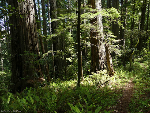 big trees, little trail