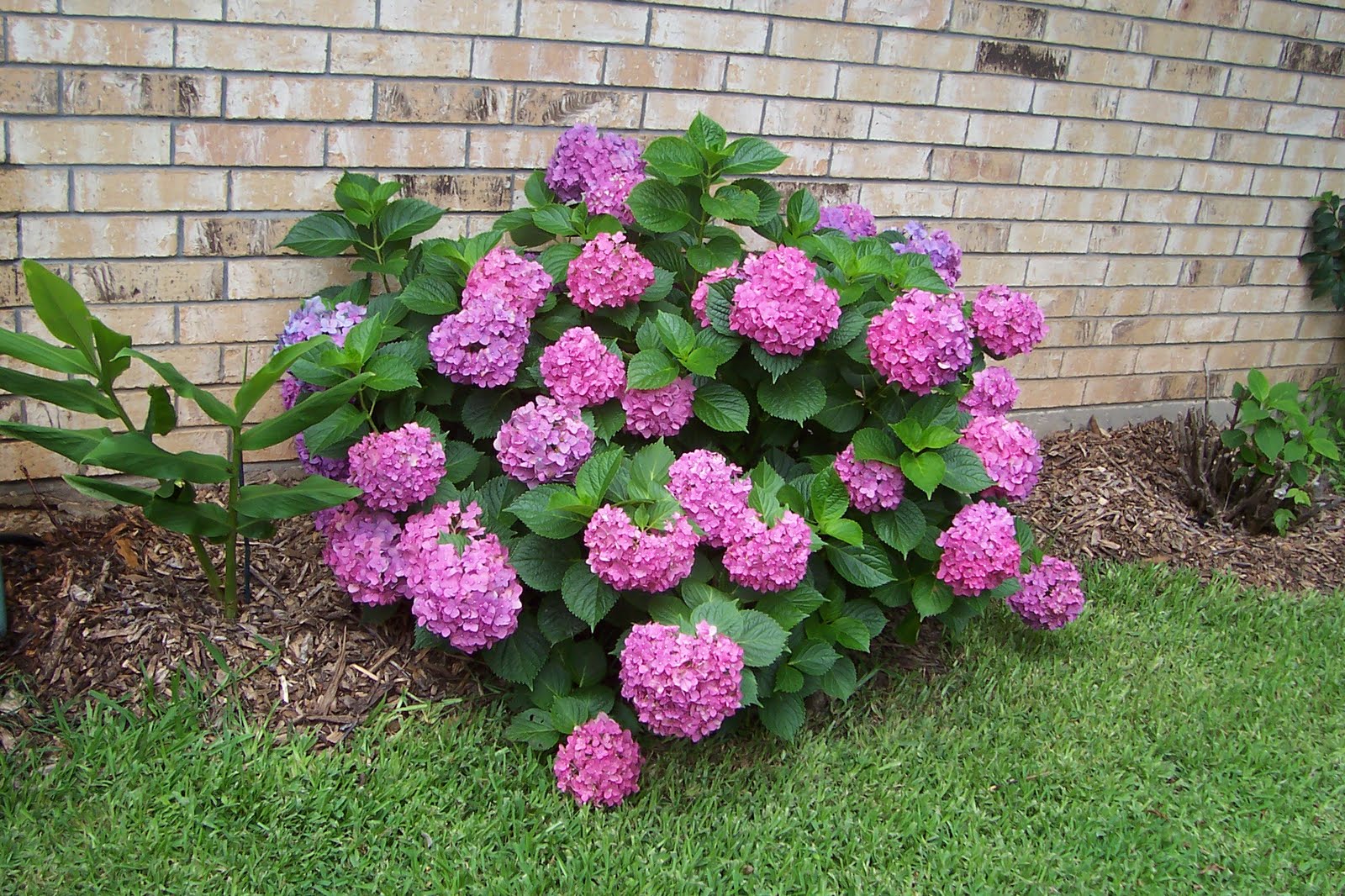 Davy39;s Louisiana Gardening Blog: Pink Hydrangeas
