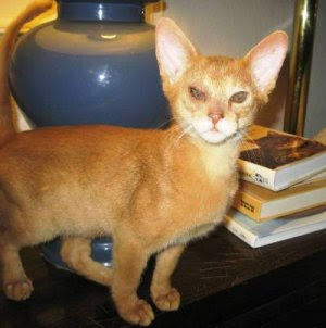 Red Abyssinian Cat for sale - Sorrel - Cinnamon