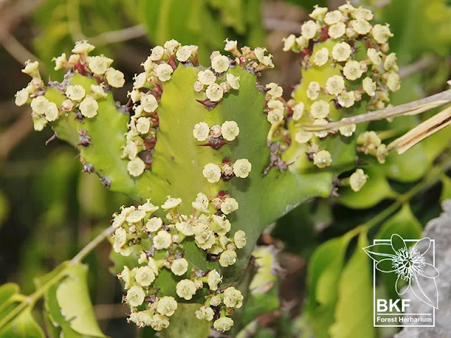 ดอกสลัดไดป่าEuphorbia antiquorum