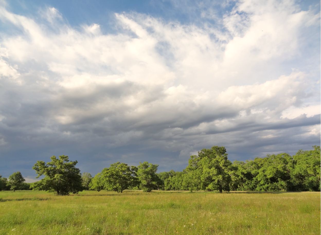 West Houston Landscaping