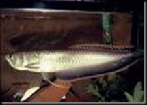black arowana