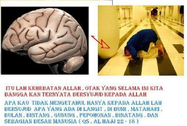 Lihatlah Otak Manusia Seperti Orang Sujud Kamu Akan Lebih 