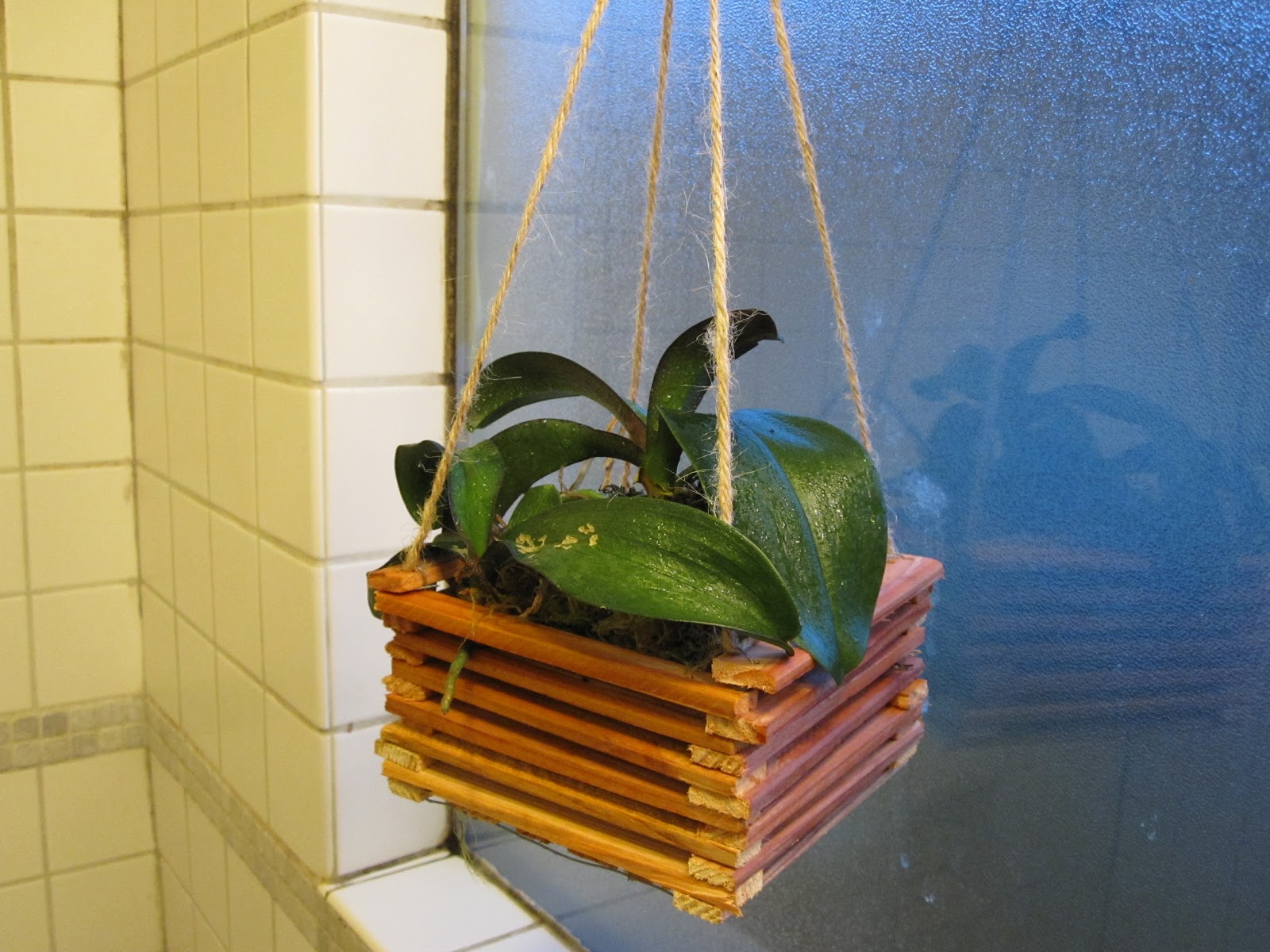 Portland DIY: hanging orchid box