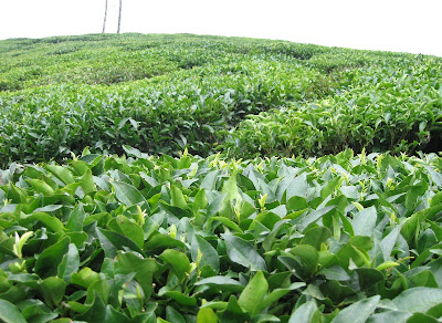 tea gardens, mirik