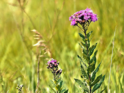 Ironweed