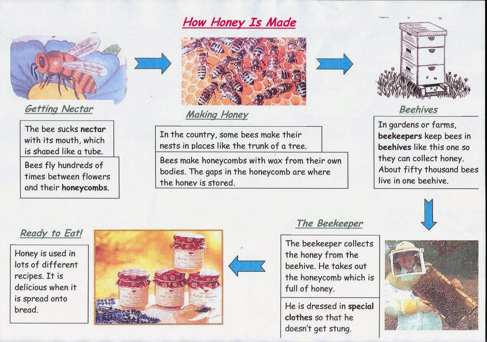 Learning English Language: Explanation Text