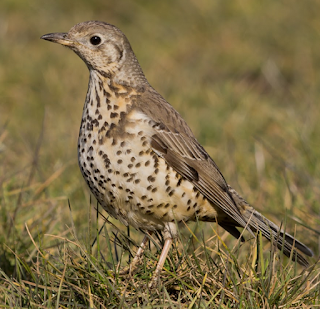 Mistle thrush bird song mp3