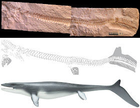 Mosasaur fossil proves the early lizards swam like sharks