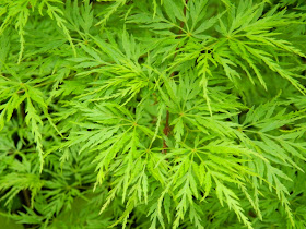 Acer palmatum "Seiryu" Japanese maple spring foliage by garden muses: a Toronto gardening blog 