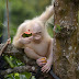 Orangutan ALBINO Satu-Satunya Di Dunia