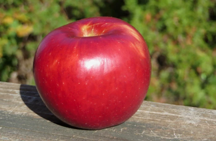 A tapered, oblate red apple in the sun