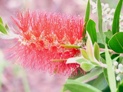 up close look at a bottlebrush bloom